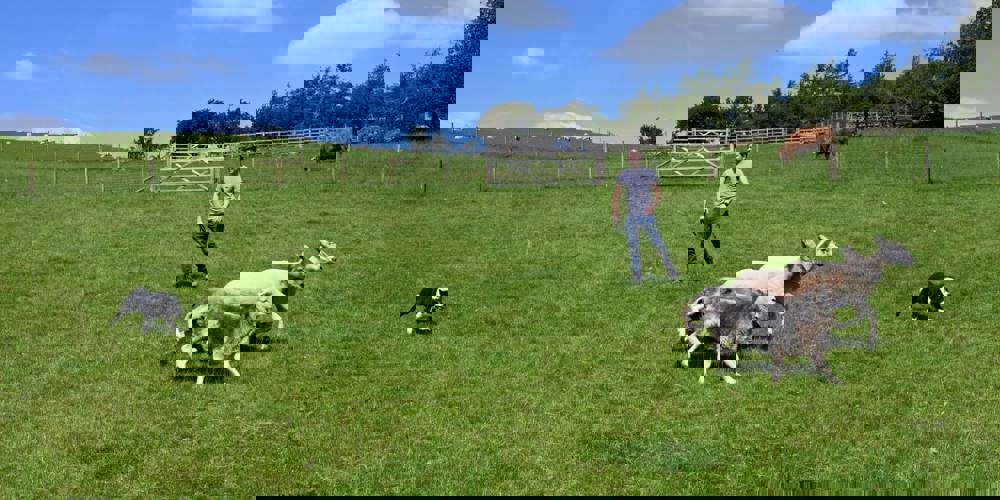 Cropped Image